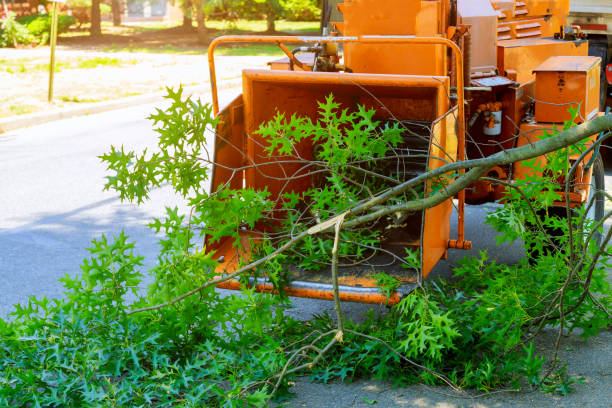 Best Lawn Drainage Solutions  in Carthage, NY