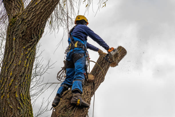 How Our Tree Care Process Works  in  Carthage, NY