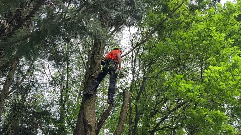Reliable Carthage, NY Tree Services Solutions