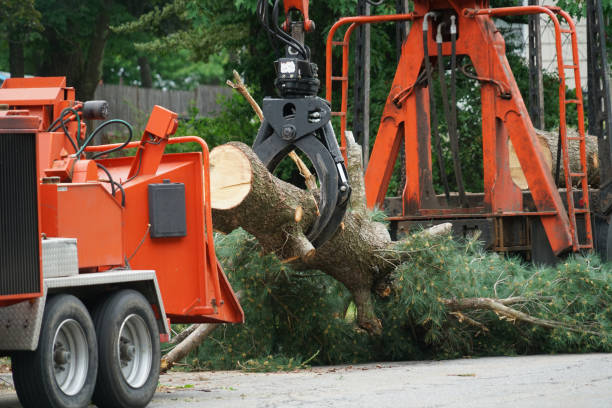 Best Grass Overseeding  in Carthage, NY