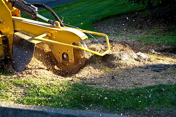 Best Aeration Services  in Carthage, NY