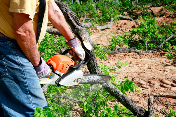 Best Tree Preservation Services  in Carthage, NY